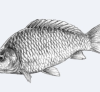 Failover cluster s protokolom CARP